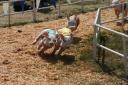 Evergreen State Fair 2007 - Pig Races